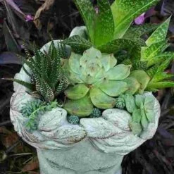 Aphrodite Lady Head Planter -Koziol Houses Shop Aphrodite Head Planter Top View