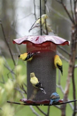 Forever Thistle Feeder-1 Qt -Koziol Houses Shop BC FF214A 539e427c 7037 4d3a 929f 9e88aa8283c0