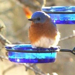 Quick-Connect Glass Mealworm Feeder -Koziol Houses Shop Bluebird Bird Feeder