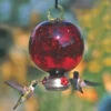 Dew Drop Ruby Red Hummingbird Feeder -Koziol Houses Shop Dew Drop Hummingbird feeder giftset