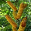 Metal Corn Cob Squirrel Feeder-8 Ears -Koziol Houses Shop EV STLK CRN acceeb78 5b3c 4583 83bf de4a34e3d887