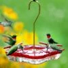 High-View Square Hummingbird Feeder -Koziol Houses Shop High View Square Hummingbird Feeder