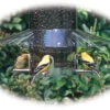 Weather Guard For Classic Bird Feeders