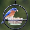 Orb Mealworm & Multi-Use Bird Feeder -Koziol Houses Shop Orb Mealworm Multi Use Bird feeder