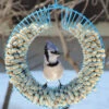 Whole Peanut Wreath Feeder -Koziol Houses Shop Peanut Bird Feeder Wreath