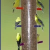 Super Rainbow Finch Feeder -Koziol Houses Shop SRFF