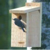 View Thru Bluebird House-NABS Approved 1 View Thru Bluebird House-NABS Approved -Koziol Houses Shop View Thru Bluebird House