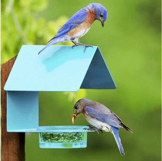 Fence-Post Bluebird Feeder- Blue Or Orange 3 Fence-Post Bluebird Feeder- Blue Or Orange