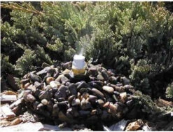 Leaf Mister On Base -Koziol Houses Shop mister pebble 48ead6e7 8a3c 49e3 80ae cfd90eaf66fd