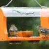 Recycled Fruit & Jelly Oriole Feeder -Koziol Houses Shop octet stream 411e1224 6288 4dea 81a4 0a9fac0da9b8