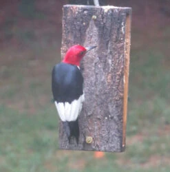 Suet Sandwich Bird Feeder -Koziol Houses Shop red head woodpecker at suet sandwich