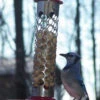 Stainless Steel Whole Peanut Feeder