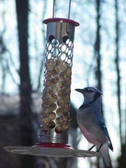 Stainless Steel Whole Peanut Feeder